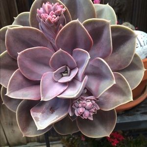 Meet your Posher, Pam